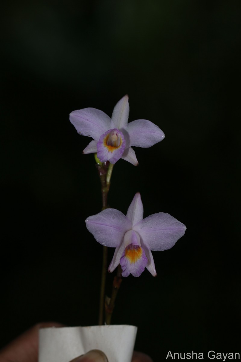 Arundina graminifolia subsp. caespitosa (Aver.) H.A.Pedersen & Schuit.